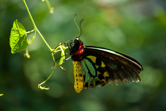 Australian birdwing butterfly (Ornithoptera priamus) resting in a flowering plant in a butterfly garden; Omaha, Nebraska, United States of America