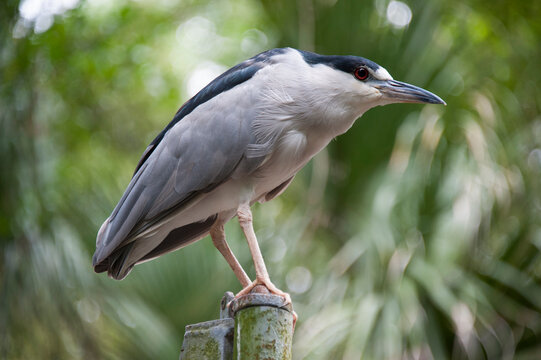 Portrait of a wild Black-crowned night heron (Nycticorax nycticorax) perched on a metal post in a zoo; New Orleans, Louisiana, United States of America