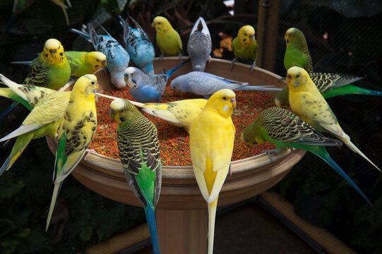 Parakeets eating seed at a feeder; New Orleans, Louisiana, United States of America