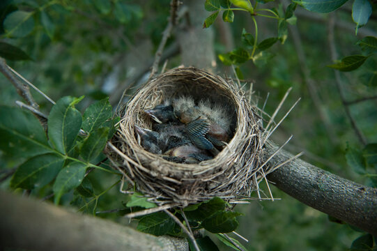 Robin's nest with chicks (Turdus migratorius) inside; Cortland, Nebraska, United States of America