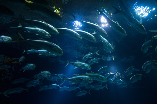 Crevalle jacks (Caranx hippos) swimming in a tank in an aquarium with lights above the surface of the water; Omaha, Nebraska, United States of America