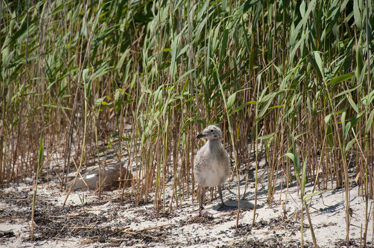 Great black-backed gull chick (Larus marinus) on Barnegat Bay at Island Beach State Park, New Jersey, USA; Seaside Park, New Jersey, United States of America