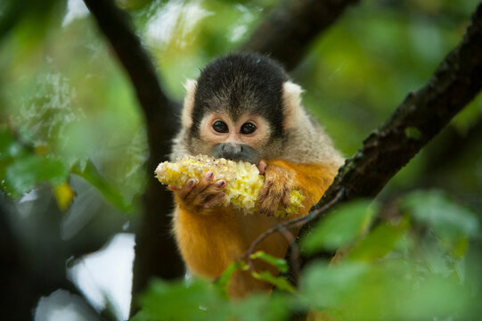 Squirrel monkey (Saimiri) eating a cob of corn while sitting in a tree in a primate park; Netherlands