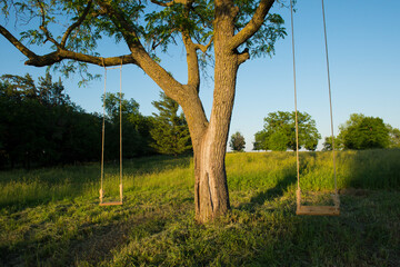 Tree swings sway in the wind, hanging by a climbing tree in the countryside; Bennet, Nebraska, United States of America