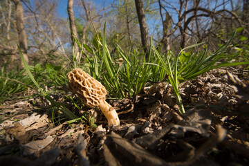 Morel mushroom grows from the forest floor; Lincoln, Nebraska, United States of America