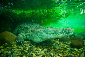 Orinoco crocodile (Crocodiles intermedium) underwater in a zoo tank; Nilo, Cundinamarca, Colombia