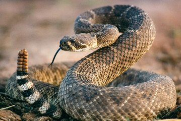 Western diamondback rattlesnake (Crotalus atrox) ready to strike; Magnum, Oklahoma, United States of America