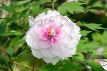 Tree peony pink flower