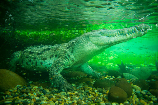 Orinoco crocodile (Crocodiles intermedium) underwater in a zoo tank; Nilo, Cundinamarca, Colombia