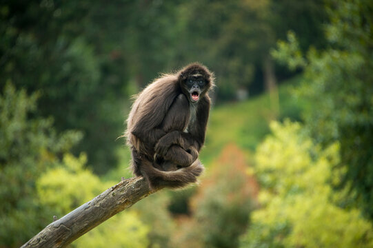 Critically endangered Brown spider monkey (Ateles hybridus) at a zoo in Columbia; Bogota, Columbia