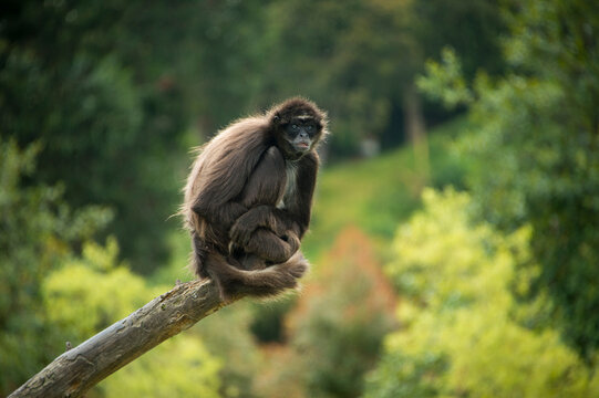 Critically endangered Brown spider monkey (Ateles hybridus) at a zoo in Columbia; Bogota, Columbia