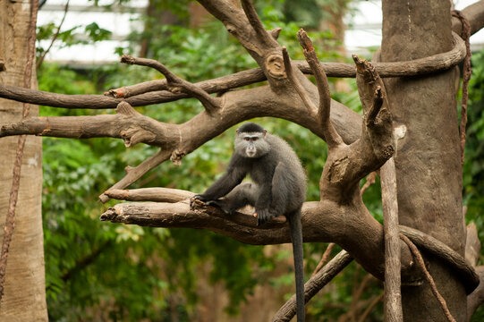 Blue monkey (Cercopithecus mitis) in a jungle habitat enclosure at a zoo; Omaha, Nebraska, United States of America