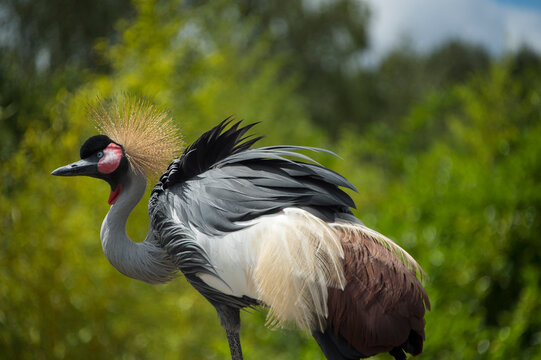 Portrait of an East African crowned crane (Balearica regulorum gibbericeps), at Le Parc des Oiseaux, a bird park in the town of Villars Les Dombes, France; Villars les Dombes, France