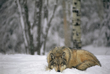 Gray wolf (Canis lupus) lays in the fresh fallen snow of the International Wolf Center in Ely, northern Minnesota, USA; Ely, Minnesota, United States of America