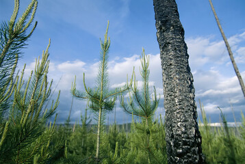 New growth fir trees, Glacier National Park, Montana, USA; Montana, United States of America