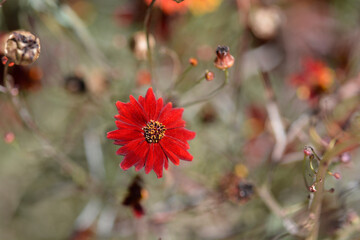 Red Sulfur cosmos flowers