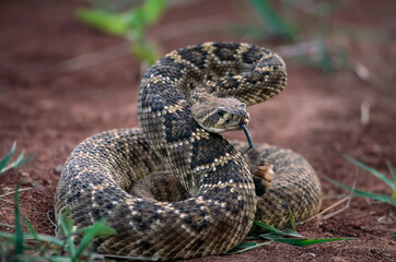 Rattlesnake coils up to threaten away the photographer; Mangum, Oklahoma, United States of America