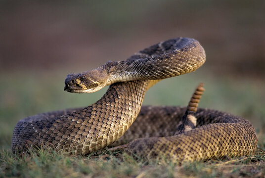 Western Diamondback Rattlesnake (Crotalus Atrox) coils up to threaten away the photographer; Mangum, Oklahoma, United States of America