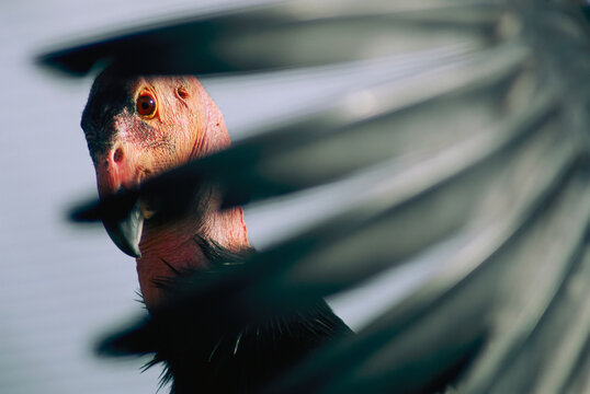 View of a California condor (Gymnogyps californianus) through its own primary feathers; San Diego, California, United States of America