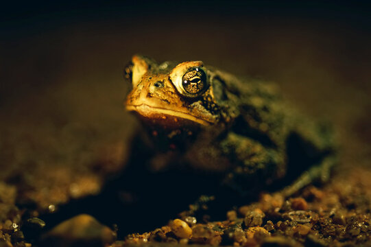 Close view of a Houston toad (Anaxyrus houstonensis), an endangered species in Texas; Houston, Texas, United States of America