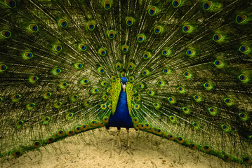 Male peacock (Pavo sp.) displays his beautiful feathers and plumage at a zoo; Lincoln, Nebraska, United States of America