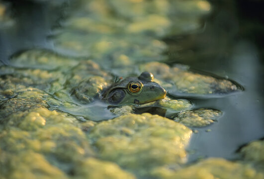 Bullfrog (Rana catesbeiana) peers above an algae and moss-covered pond; Bennet, Nebraska, United States of America
