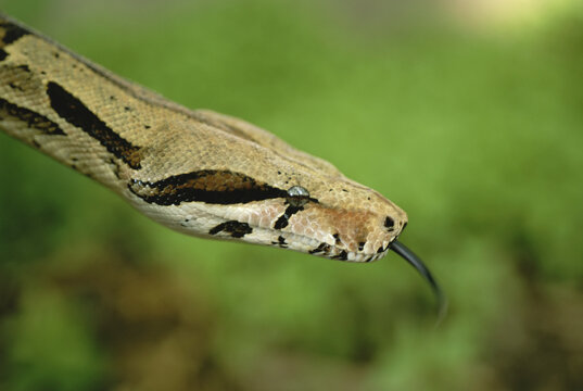 Portrait of a Red-tailed boa (Boa constrictor constrictor) in a zoo; Lincoln, Nebraska, United States of America