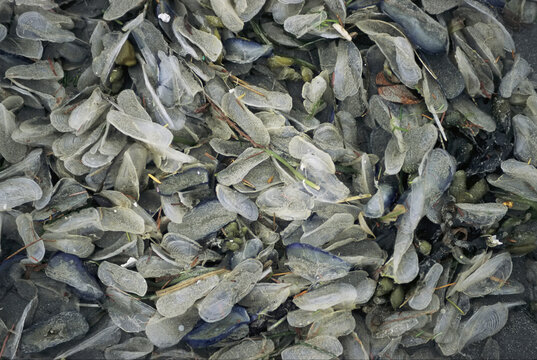 Close view of By-the-wind-sailor (Velella velella) hydroids washed up on a beach, Clayoquot Sound, Vancouver Island, BC, Canada; British Columbia, Canada