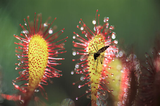 Dead mosquito lays on an insectivorous round-leaved sundew plant (Drosera rotundifolia), Clayoquot Sound, Vancouver Island, BC, Canada; British Columbia, Canada