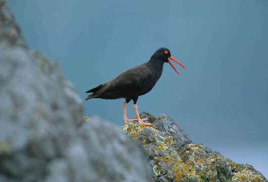 Close view of a Black oystercatcher (Haematopus bachmani) on a lichen-covered rock, Florencia Islet, Clayoquot Sound, Vancouver Island, BC, Canada; British Columbia, Canada