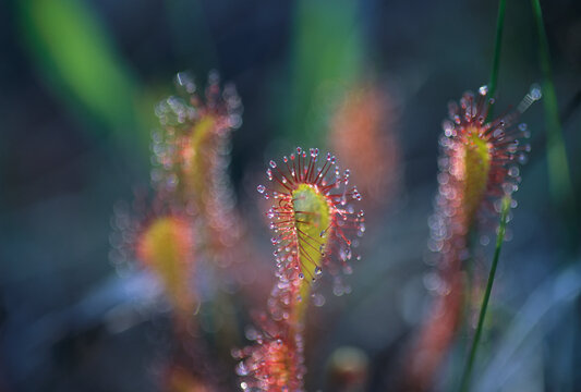 Droplets of dew on an insectivorous round-leaved sundew plant (Drosera rotundifolia), Clayoquot Sound, Vancouver Island, BC, Canada; British Columbia, Canada