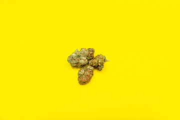 Cogollos de marihuana planta medicinal indica en fondo aislado amarillo 