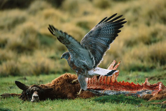 Black buzzard-eagle (Geranoaetus melanoleucus) feeds on a llama carcass (Lama glama) in the Atacama Desert; Chile