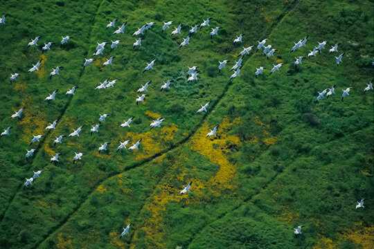 Aerial view of a flock of Ross's geese (Chen rossii) in flight, Central Valley, California, USA; California, United States of America