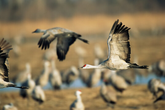 Sandhill cranes (Grus canadensis) in flight at Platte River, Nebraska, USA; Nebraska, United States of America