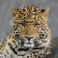 Portrait of Leopard Panthera pardus japonensis