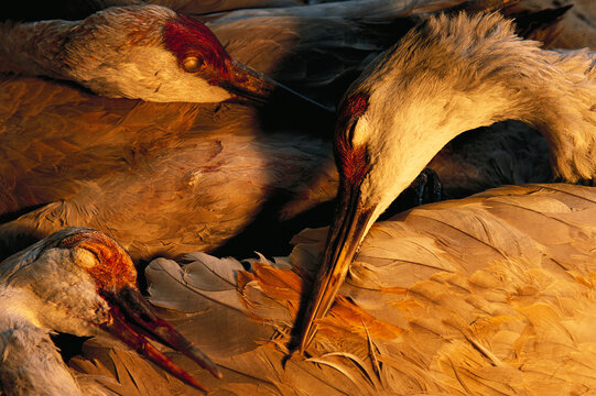 Dead sandhill cranes that have collided with powerlines on the Platte River, Lillian Annette Rowe Bird Sanctuary, Gibbon, Nebraska, USA; Gibbon, Nebraska, United States of America