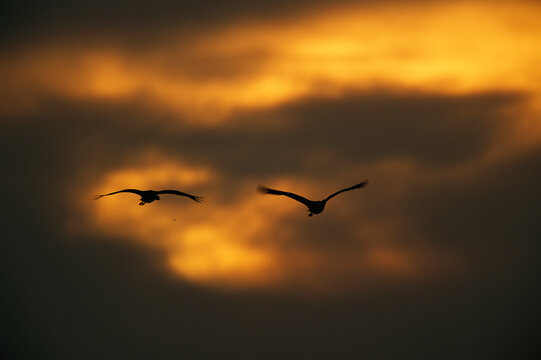 Sandhill cranes (Antigone canadensis) over the Platte River silhouetted against the sky, Lillian Annette Rowe Bird Sanctuary, Gibbon, Nebraska, USA; Gibbon, Nebraska, United States of America