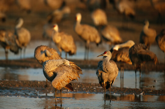 Sandhill cranes (Antigone canadensis) roosting on the Platte River, Lillian Annette Rowe Bird Sanctuary, Gibbon, Nebraska, USA; Nebraska, United States of America