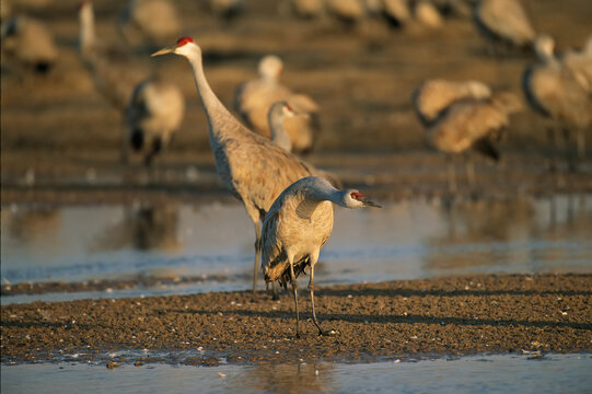 Sandhill cranes (Antigone canadensis) roost on the Platte River, Lillian Annette Rowe Bird Sanctuary, Gibbon, Nebraska, USA; Nebraska, United States of America