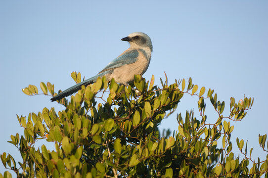 Portrait of a Florida scrub jay (Aphelocoma coerulescens) perched on a treetop against a blue sky at Archbold Biological Station; Venus, Florida, United States of America