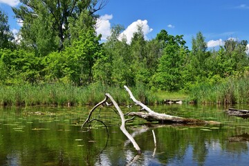 Nationalpark Lobau Donauauen im Sommer