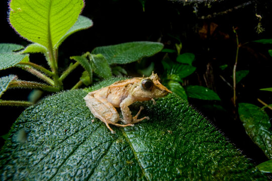 Portrait of a Long-snouted cutin frog (Eleutherodactylus appendiculatus), a type of rain/robber frog found in the cloud forest reserve near Mindo, Ecuador; Pichincha, Ecuador