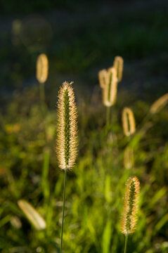 Foxtail grass backlit by sunlight; Cortland, Nebraska, United States of America
