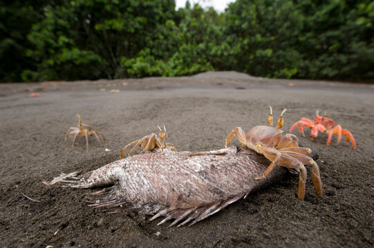 Ghost crabs (Ocypode cursor) feed on a dead fish on the beach; Bioko Island, Equatorial Guinea