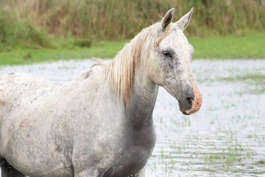 Portrait of a Camargue horse in Southern France; Saintes-Maries-de-la-Mer, France
