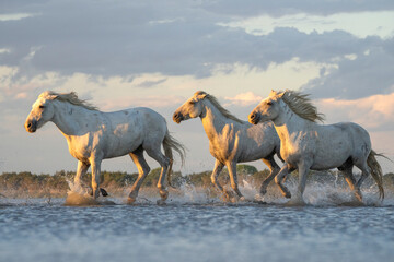 Camargue horses running through the water in the south of France. A fine example of the power in these amazing animals; Saintes-Maries-de-la-Mer, France