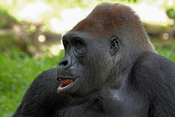 Gorilla