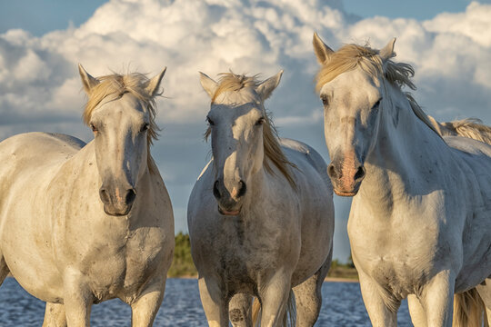 Portrait of three Camargue horses in the wetlands of Southern France; Saintes-Maries-de-la-Mer, France
