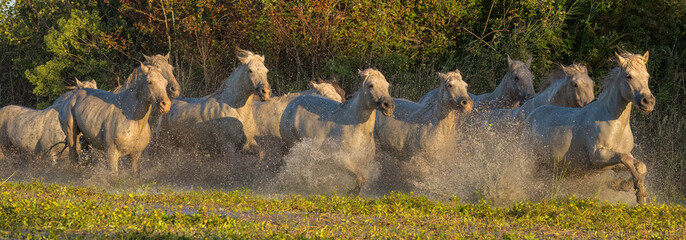 Camargue horses running through the water in the south of France. A fine example of the power in these amazing animals; Saintes-Maries-de-la-Mer, France